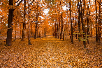 Serene autumn forest with a leaf-covered path and vibrant orange foliage. HD wallpaper