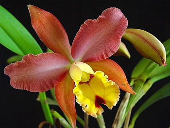 orchid, tropical, red, yellow HD wallpaper