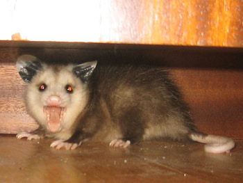 Possum HD wallpaper