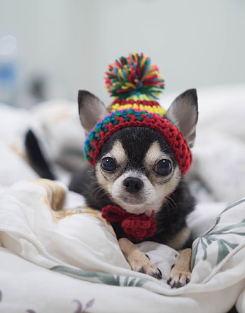Lively Chihuahua personality, Adorable small size, Playful companion HD phone wallpaper