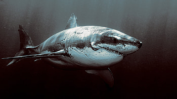 Animals, Sharks, Fishes HD wallpaper