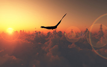 Animals, Sun, Clouds, Bird, Flight HD wallpaper