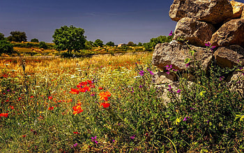 Summer Meadow, poppies, flower, blossoms, landscape, trees, grass, rocks HD wallpaper