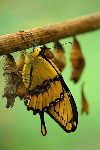 A vibrant yellow swallowtail butterfly emerging from chrysalis, symbolizing transformation. HD phone wallpaper