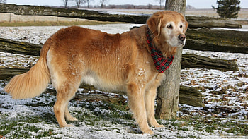 Animals, Dog, Labrador, Waiting, Expectation, Bandana HD wallpaper