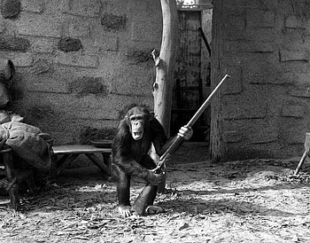 Monkey with a gun, monkey, man, other, building, gun HD wallpaper