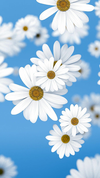 Lovely daisy flowers, Samsung galaxy A51, , Best of HD phone wallpaper