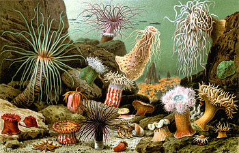 Sea Anemone, Animal HQ, Sea Anemone HD wallpaper