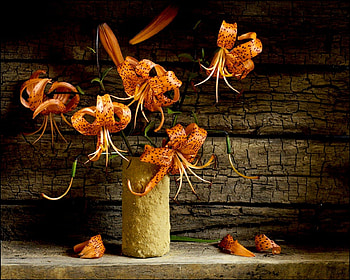 Still life, composition, plants, nature, flowers, flora HD wallpaper