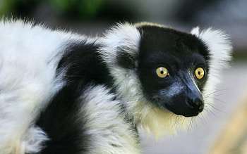 lemur background, High-quality resolution, Unique aesthetics, display HD wallpaper