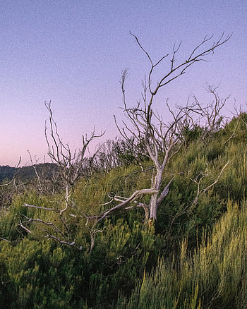 Nature, Trees, Twilight, Branches, Dusk, Driftwood HD phone wallpaper