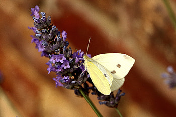 Flower, Macro, Insect, Butterfly HD wallpaper