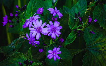 African Daisies, nature, flower, daisies HD wallpaper