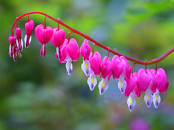 Bleeding hearts, pink, white, garden, flowers HD wallpaper