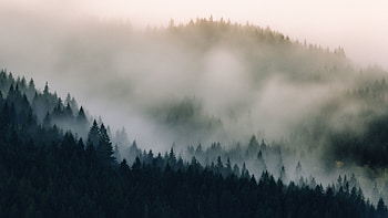 Fog, Pine Trees HD wallpaper