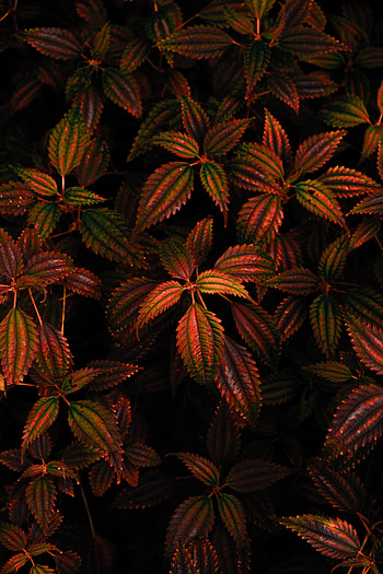 Nature, Leaves, Dark, Carved, Branch HD phone wallpaper