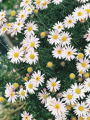 A vibrant field of blooming daisies showcasing the beauty of spring outdoors. HD phone wallpaper