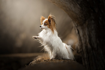 Papillon Dog, Beautiful canine, Elegant companion, Stunning portrait HD wallpaper