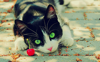 Animals, Cats HD wallpaper