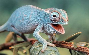 350 lizard HD wallpaper