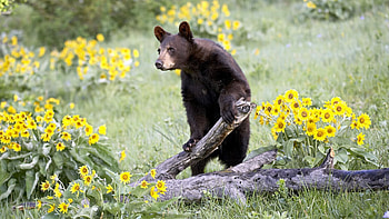 Animals, Flowers, Grass, Bear, Climb HD wallpaper