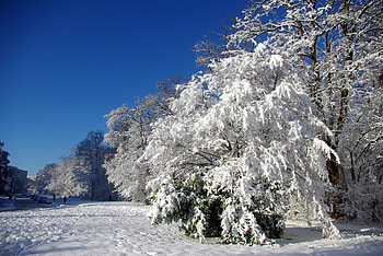 Winter, Nature, Trees, Snow, France, Frost, Hoarfrost, Clear, I See, Velizy-Vilacoublé, Velizi-Vilacuble HD wallpaper