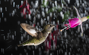 Humming-bird in the rain, humming-bird, black, rain, bird, colibri, cute, pasare, pink, flower HD wallpaper
