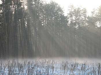 Landscape, Trees HD wallpaper