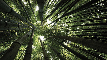 Nature, Trees, Crown, Bamboo, Crowns, From Below HD wallpaper