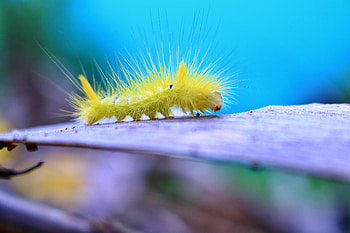 Macro, Close-Up, Insect, Caterpillar, Larva HD wallpaper
