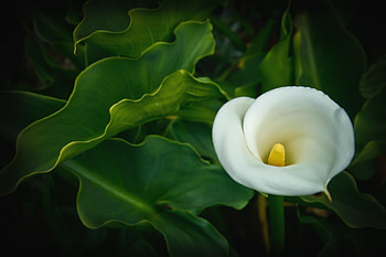 Calla Lily, Nature's elegance, Delicate petals, Botanical beauty HD wallpaper