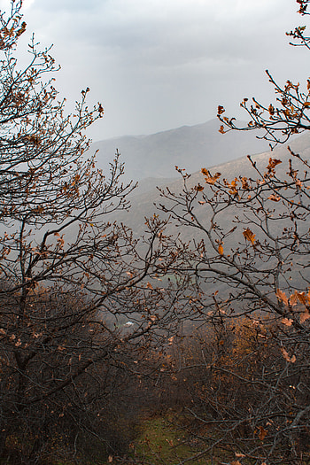 Landscape, Nature, Trees, Mountains, Autumn, Fog HD phone wallpaper