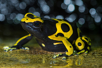 *** Black and yellow frog ***, animal, frog, frogs, animals HD wallpaper