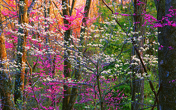 Spring Forest Trees, spring, forest, trees, nature HD wallpaper