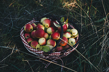Food, Grass, Apples, Basket, Harvest HD wallpaper