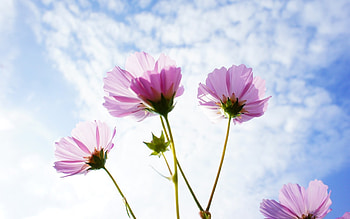 Cosmos Flowers, sky, pink, plants HD wallpaper