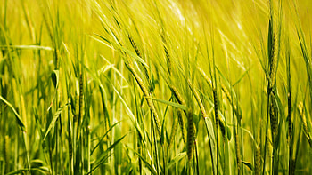 Closeup View Of Green Wheat Ear Field Blur Background Nature HD wallpaper