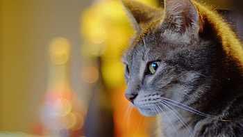 Cat, kitten, kitty, cats, cute, sleepy, sleeping, beauty, animals, hat, sweet, beautiful, paws, cat face, pretty, face, lovely HD wallpaper