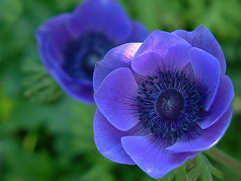 Blue Beauty, blue, nature, flowers, beauty HD wallpaper