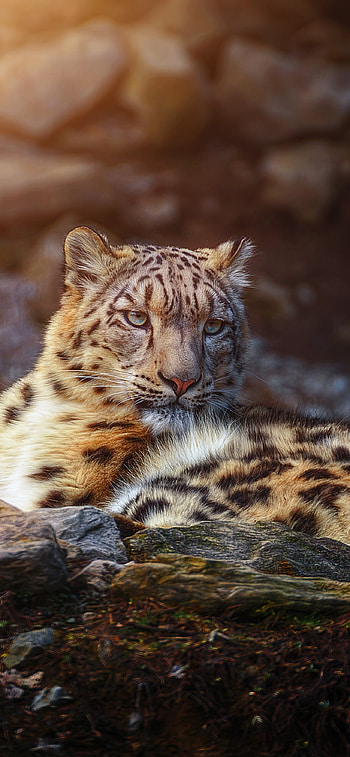 Snow leopard , Wild animal big cat HD phone wallpaper