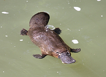 Ipswich platypus, DNA tracking, Population monitoring, Local conservation efforts HD wallpaper