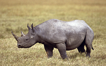 Rhino with prominent horns, Vast field background, Rhino in high resolution, Wallpx HD wallpaper