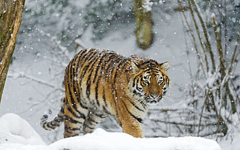 Animals, Snow, Predator, Stroll, Tiger HD wallpaper