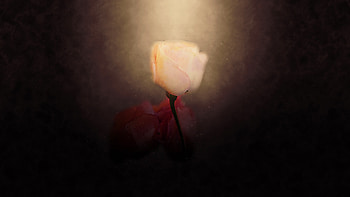 Rose, art, portrait, flower HD wallpaper