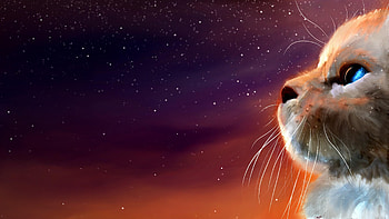 Galaxy Cat, Nebula eyes, Cosmic captivation, Artistic allure HD wallpaper