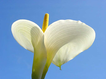Calla Lilly Classic Large, classic, white, lilly, nature, flowers, large, calla HD wallpaper