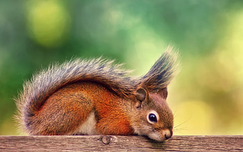 Cute squirrel , Animal , Lovely, Smart HD wallpaper
