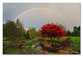 rainbow, trees, garden, nature HD wallpaper