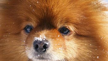 Dog , , Various breeds, Dog lovers HD wallpaper