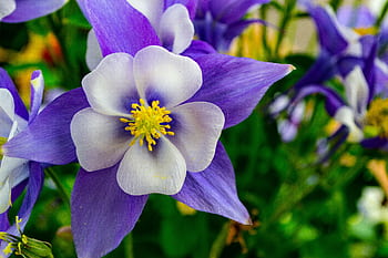 Close-up of a vibrant purple columbine flower in full bloom, showcasing delicate petals and bright colors. HD wallpaper